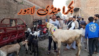 Bakra Mandi Lahore Shalimar Bagh Price update Lahore Pakistan [upl. by Draneb912]