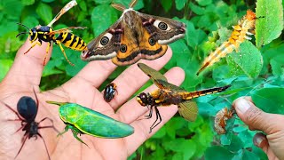 found dragonfly caterpillars green insects caper butterflies fruit flies black grasshoppers [upl. by Emalee]