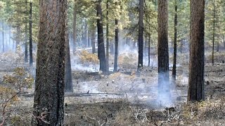 Prescribed Fire A multipurpose tool [upl. by Steiner]