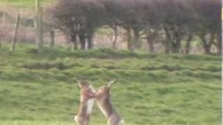 Boxing Hares [upl. by Targett]