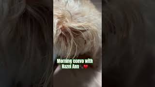 Morning conversation with Hazel Ann 🐾 dogsofyoutube funny furkids cute mornings dogshorts [upl. by Aydidey]