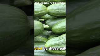 Size Crisp Cucumber Harvesting A Fresh Approach Ultimate Guide to Grow amp Harvest Own Healthy Veggies [upl. by Woodley998]