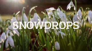 The Scottish Snowdrop Festival [upl. by Brandyn]