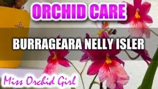 Orchid Care  Burrageara Nelly Isler [upl. by Maje]