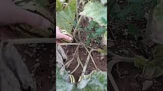 picking a pile of delicious delicata winter squash notalking garden fruitpicking shortvideo [upl. by Etti]