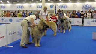 World Dog Show 2016 in Moskau Kaukasischer Owscharka Kaukase [upl. by Proulx]