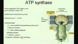 Mod01 Lec20 Electron Transport Chain amp Oxidative Phosphorylation [upl. by Enom9]