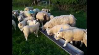 Texel Sheep Cherry Hill Texels [upl. by Thedrick]