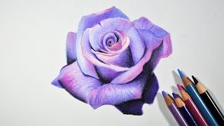 How to Draw A Lavender Rose  Step by step tutorial  Prismacolor pencils [upl. by Ahsinik496]