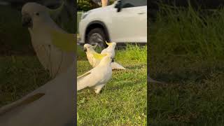 Cute Parrots in Sydney [upl. by Aratak47]