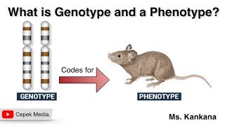 What is Genotype and a Phenotype  Biotechnology  General medicine [upl. by Nats]