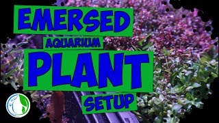 My Emersed Aquatic Aquarium Plant Setup  Emersed plants explained 🌿💦 [upl. by Calise]