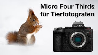 So viele Überraschungen  Panasonic G9 II Review Vogelfotografie [upl. by Sedruol92]