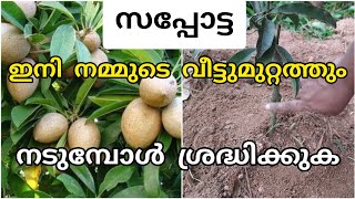 സപ്പോട്ട നടുമ്പോൾ ശ്രദ്ധിക്കേണ്ട കാര്യങ്ങൾchikkusapota [upl. by James]