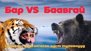 Бар Баавгайтай халзганасан түүх Гоё түүхүүд Goe tuuhuud mongol heleer kino tuuh монгол хэлээр кино [upl. by Tacy]