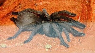 Phlogius Nunn Female  New Tarantula in her display enclosure [upl. by Krid221]