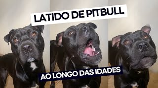 Latido de Pitbull ao longo das idades infância adolescência e adulto  Evolução do Latido de Pit [upl. by Hasin]