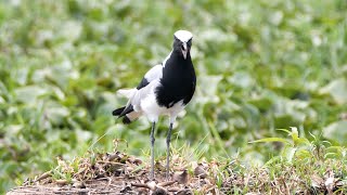 Blacksmith Lapwing Calling [upl. by Alys]