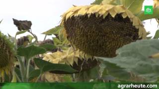 Vegetationsreport Sonnenblumen in der Fruchtfolge [upl. by Edrahc243]