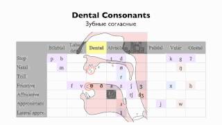 English Consonants  Place of Articulation [upl. by Schilling]