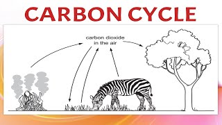 Carbon Cycle [upl. by Buiron]