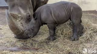 White Rhino Calf Zoomies [upl. by Macey161]