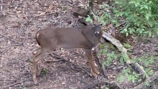 First Weekend of Archery Deer Season in Arkansas [upl. by Sorensen]