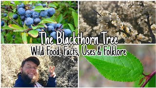 The Blackthorn Tree Wild Food Facts Uses amp Folklore 🌲🌸🍇 [upl. by Jacquelyn]