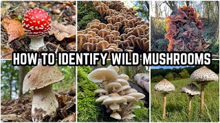 How To Identify Wild Mushrooms 🍄 [upl. by Kcirdneked]