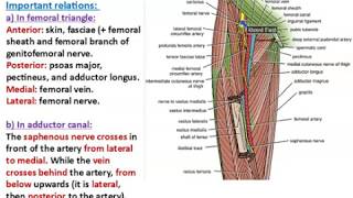 Femoral and Obturator Arteries  Dr Ahmed Farid [upl. by Kreindler739]