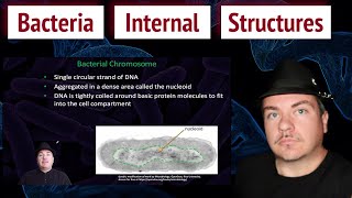 Bacteria Internal Structures [upl. by Oknuj24]