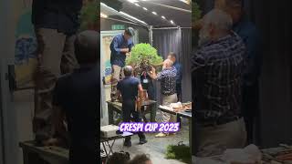 17 settembre 2023 presso Crespi cup biobonsai bonsai curadelbonsai  Milano [upl. by Nibot]