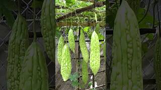 How to Grow Bitter Gourd at Home With New Technique plants shorts farming [upl. by Enaffit]