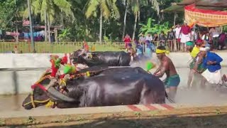 Kambala Start Mulki Arasu Kambala 2023 [upl. by Ecila240]