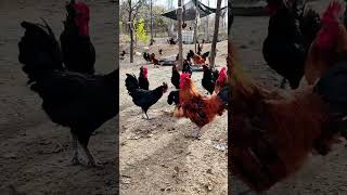 Flying to the rooster shed every day 😂 native chicken farming [upl. by Aydin207]