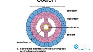 Coelom in annelida phylum in hindi [upl. by Schrick976]