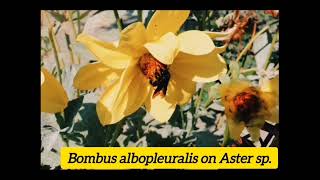 Documentary on Himalayan Bumblebees [upl. by Annaerdna111]