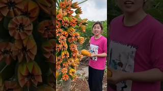 This Papaya Tree is so Amazing 😱🤔💯shorts youtubeshorts ytshorts shortsvideo [upl. by Edijabab]