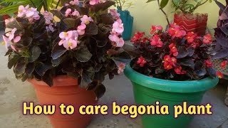 All about begonia plant🌱🌸  How to care begonia plant 💚🌸 [upl. by Enialed842]