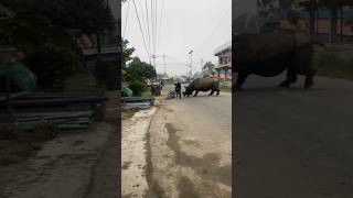 A Rhino Attacks A Biker wildanimals [upl. by Belcher]