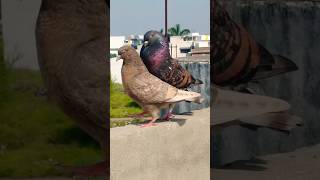 Kabootar full masti 🕊️🫣🥰pigeon ytshorts shortsfeed trending trendingshorts viralshorts bird [upl. by Zeta]