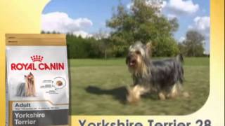 Yorkshire Terrier  Razas caninas Royal Canin [upl. by Enilorak]