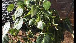 Philodendron Plant Rescue How to trim amp repot 🌼 [upl. by Lsil438]