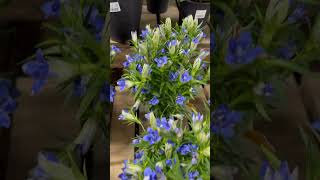 Gentiana scabra plants 🪴 [upl. by Ricard]