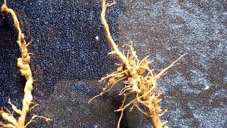 Root knot nematode on Tomato roots [upl. by Medin]