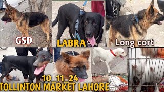 tollintion market lahore sunday price update dogs and cats for sale in cheap price [upl. by Adnilemre]