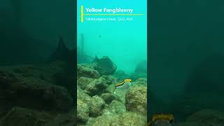 Yellow Fangblenny at Tallebudgera Creek [upl. by Lahcar]