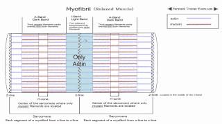 Sliding Filament Theory Part 1 NSCA Certification [upl. by Aile419]