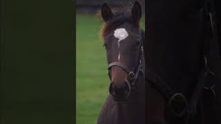 🎬 Discover the heart of Ireland’s thoroughbred industry 🏇✨  Thoroughbred Ireland [upl. by Cavanagh]