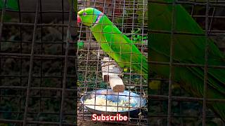 parrot birds cute parrottalking shortsvideo parroting cutebird [upl. by Grunberg]